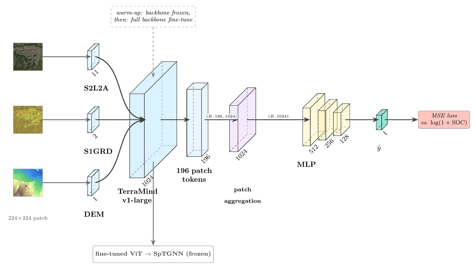 Per-region ViT fine-tuning pipeline: S2L2A, S1GRD and DEM rasters feed the TerraMind v1-large backbone, fine-tuned with a regression head on log-transformed SOC, then frozen and loaded into the downstream SpTGNN model