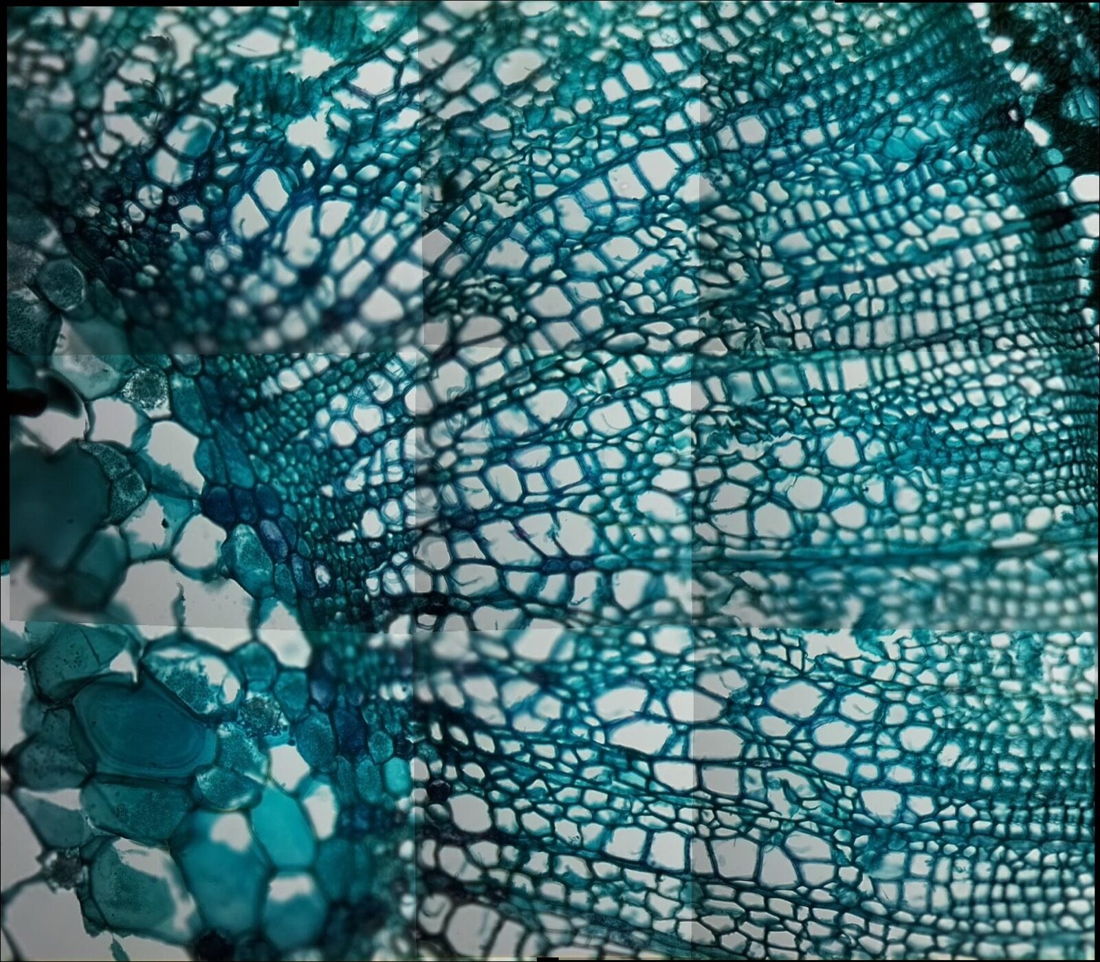 A stitched mosaic of a stained plant stem section, assembled from nine overlapping 40x tiles
